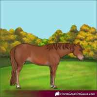 Horse Color:Chestnut 