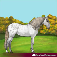Horse Color:Smoky Grullo Roan Appaloosa 