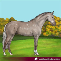 Horse Color:Silver Grullo