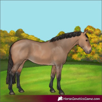 Horse Color:Bay Dun 