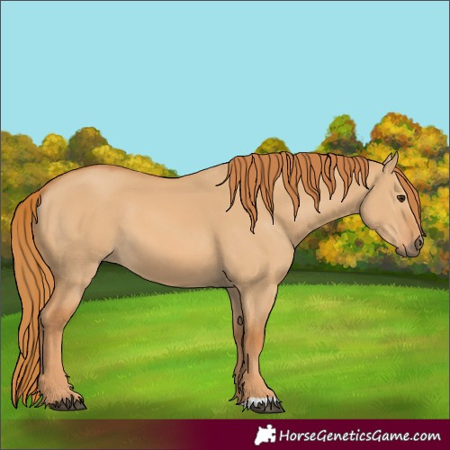 Horse Color:Red Dun 