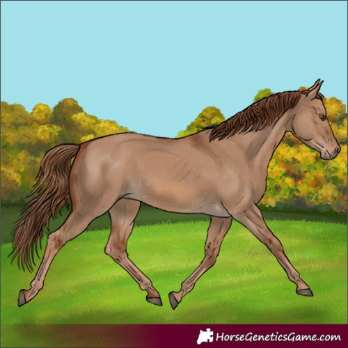 Horse Color:Red Dun 