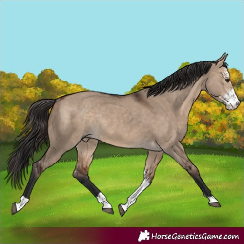 Horse Color:Bay Dun Sabino Rabicano 