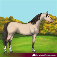 Horse Color:Bay Dun