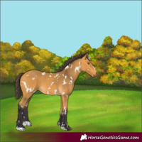 Horse Color:White Spotted Buckskin
