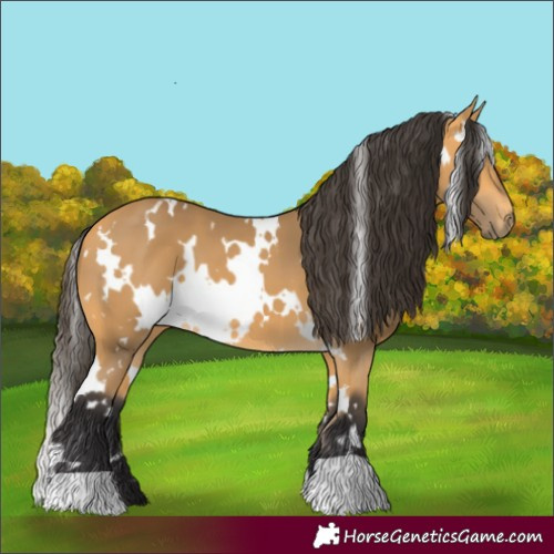 Horse Color:White Spotted Buckskin 