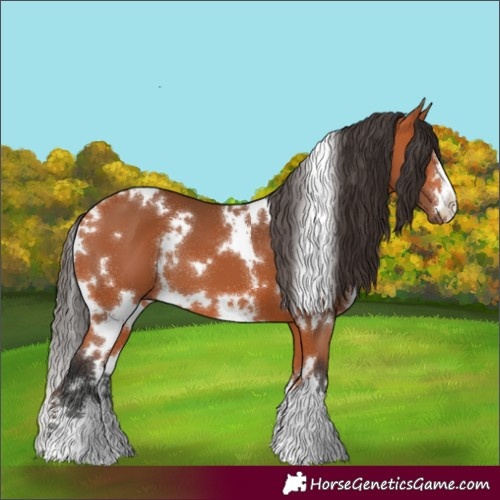 Horse Color:White Spotted Bay 