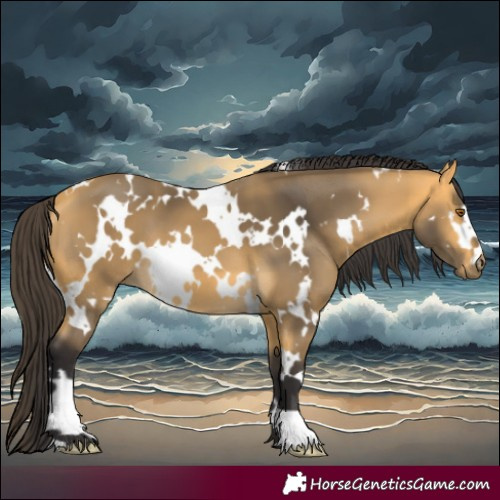 Horse Color:White Spotted Buckskin 
