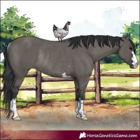 Horse Color:Grullo Rabicano