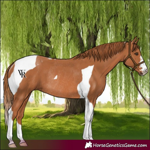 Horse Color:Chestnut Tobiano Rabicano