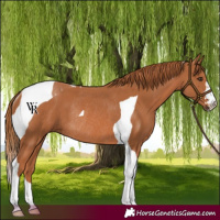 Horse Color:Chestnut Tobiano Rabicano