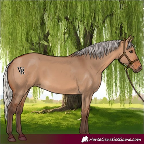 Horse Color:Silver Bay Dun