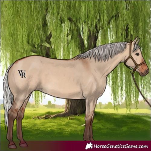 Horse Color:Silver Bay Dun