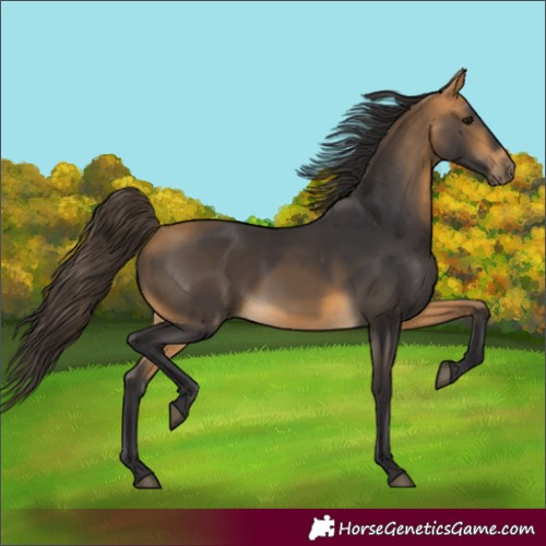 Horse Color:Buckskin 