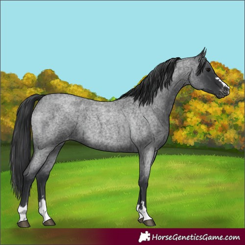 Horse Color:Blue Roan Appaloosa 