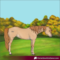Horse Color:Red Dun 