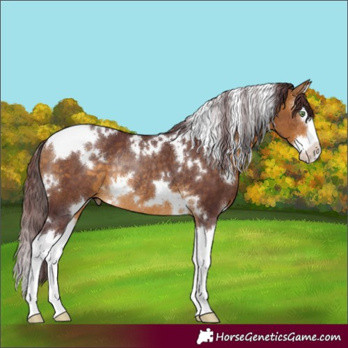 Horse Color:White Spotted Chocolate Buckskin Splash Rabicano 