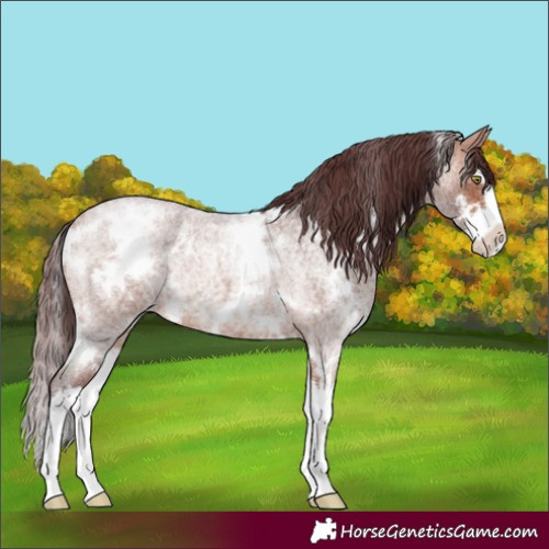 Horse Color:White Spotted Chocolate Bay Roan Splash Rabicano 