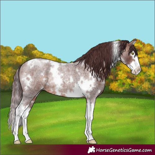 Horse Color:White Spotted Chocolate Brown Roan Splash Rabicano 