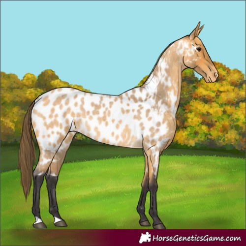 Horse Color:Buckskin Roan Near Leopard 