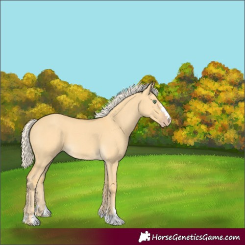 Horse Color:Gold Cream Champagne Dun 