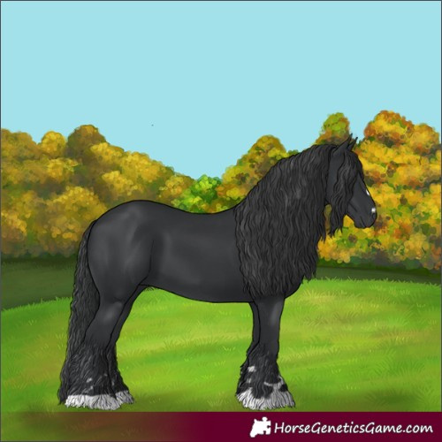 Horse Color:Black 