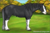 Horse Color:Black Splash
