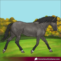 Horse Color:Grullo 
