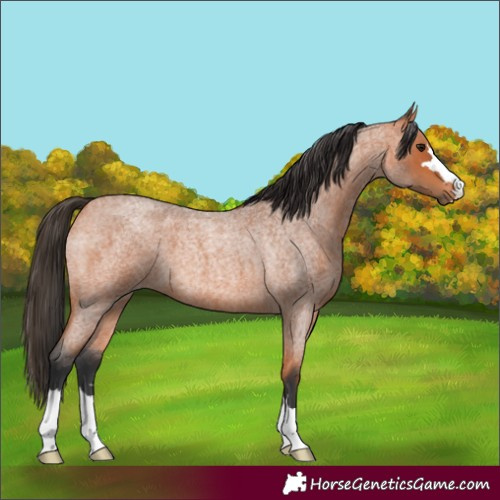 Horse Color:Bay Roan 