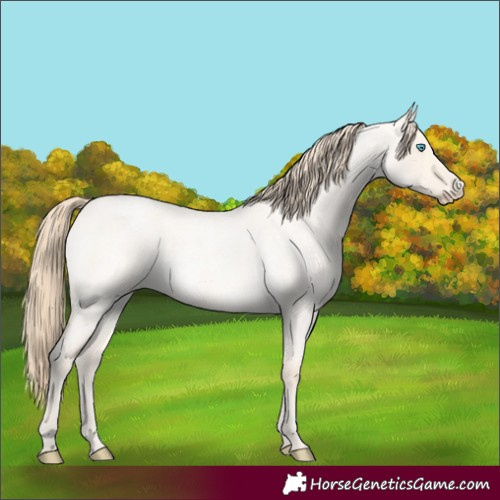 Horse Color:Perlino Roan Dun 