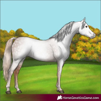 Horse Color:Gray Chestnut 