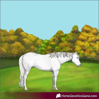 Horse Color:Gray White Spotted Silver Amber Champagne Splash Frame Appaloosa Rabicano 