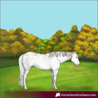 Horse Color:Gray White Spotted Silver Amber Champagne Splash Frame Appaloosa Rabicano 
