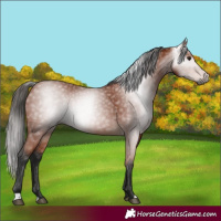 Horse Color:Gray Bay 