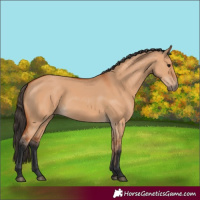 Horse Color:Bay Dun 