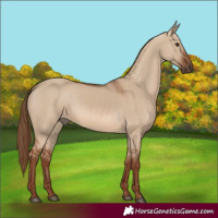 Horse Color:Red Dun