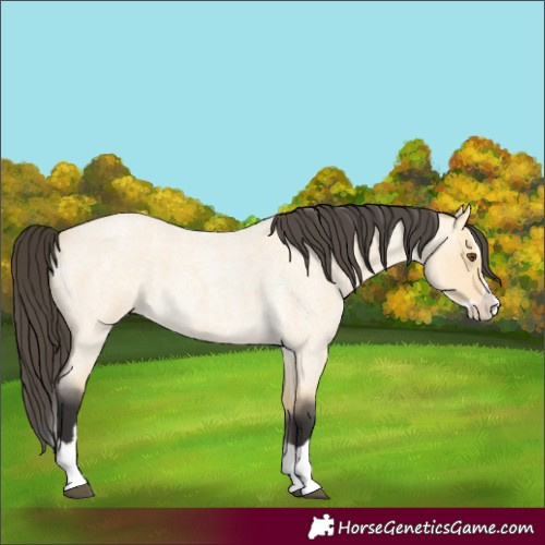 Horse Color:Buckskin Roan Dun Splash 