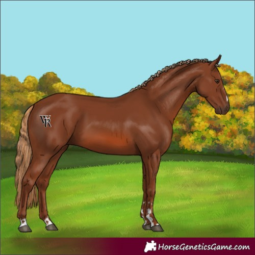 Horse Color:Chestnut 
