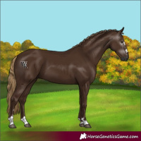 Horse Color:Gray Chestnut 