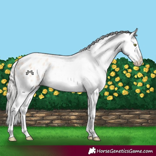 Horse Color:Silver Amber Champagne Roan Dun Splash Tobiano Frame Appaloosa Rabicano 