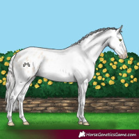 Horse Color:Silver Amber Champagne Roan Dun Splash Tobiano Frame Varnish Rabicano 
