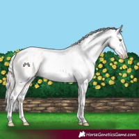 Horse Color:Silver Amber Champagne Roan Dun Splash Tobiano Frame Appaloosa Rabicano 
