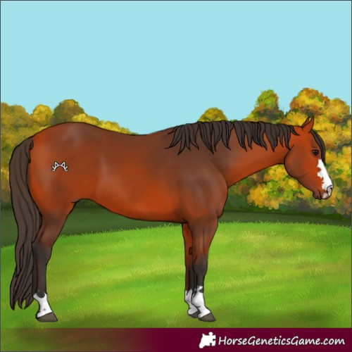 Horse Color:Bay 