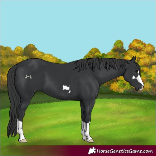 Horse Color:Black 