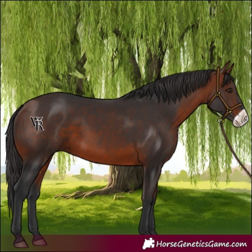 Horse Color:Bay Frame