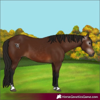 Horse Color:Gray Bay