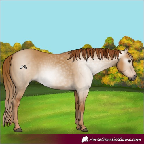 Horse Color:Gray Red Dun 