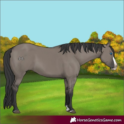 Horse Color:Grullo Splash 