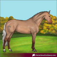 Horse Color:Silver Bay Dun 