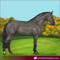 Horse Color:Grullo Rabicano 